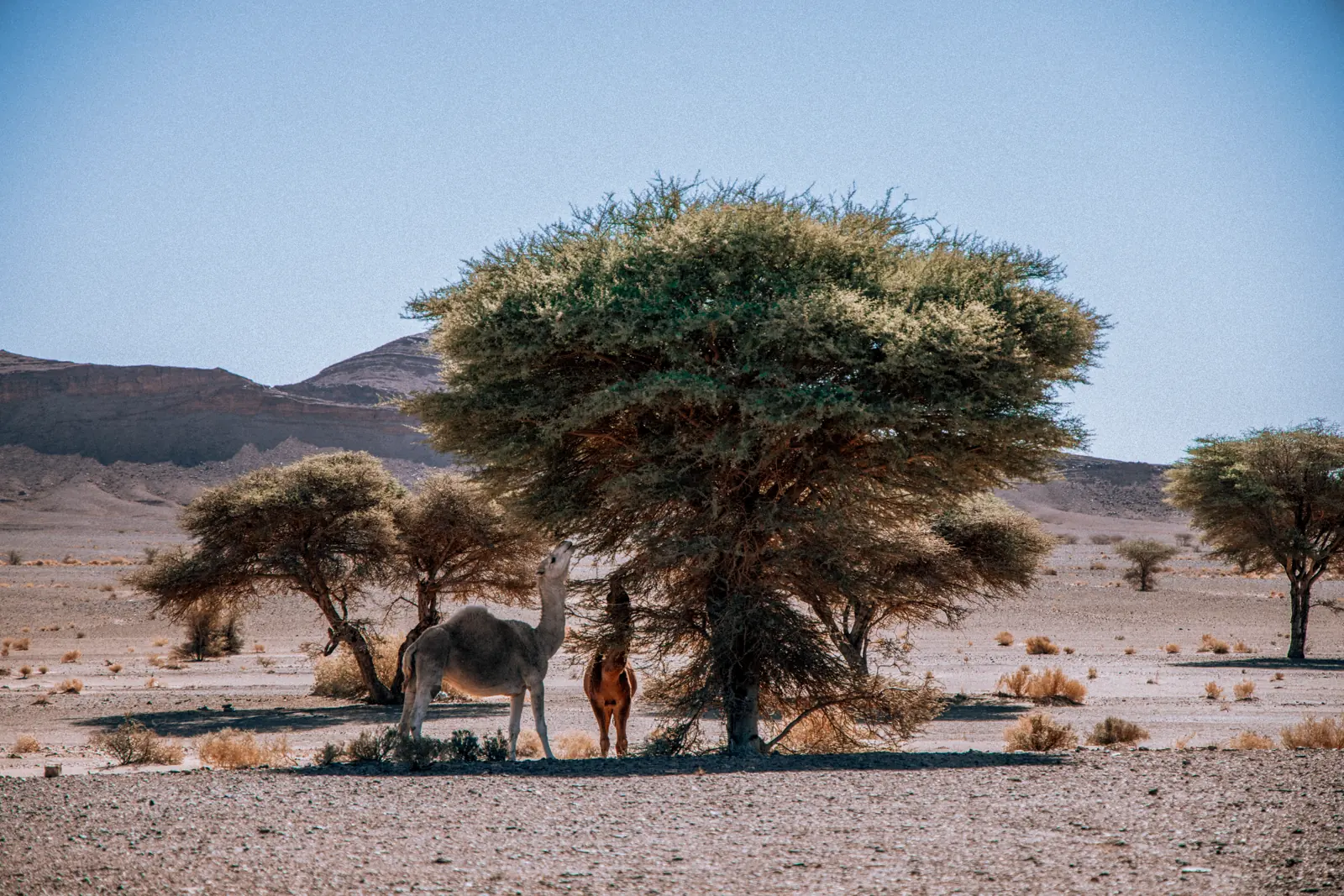 Tour de 5 Días desde Marrakech al Desierto de Merzouga
